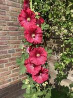 Biologische Zaden Stokroos Roze Zaad Donkerroze Lichtroze, Tuin en Terras, Ophalen, Voorjaar, Volle zon, Zaad