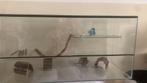 Hamsterkooi / terrarium, Dieren en Toebehoren, Kooi, Zo goed als nieuw, 75 tot 110 cm, Ophalen