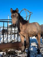 Knappe valk hengst pony, Dieren en Toebehoren, Paarden, Gechipt, Minder dan 160 cm, Niet van toepassing, 0 tot 2 jaar