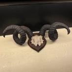 Opgezette taxidermie zeer grote ram schedel hoorn gewei, Ophalen of Verzenden, Zo goed als nieuw, Schedel