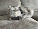 Gratis lieve Poes, Dieren en Toebehoren, Poes