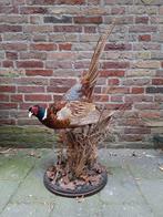 Opgezette fazant taxidermy schedel jacht curiosa gewei hert, Verzamelen, Dierenverzamelingen, Ophalen, Vogel, Opgezet dier