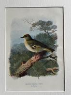 1901 - litho - Golden-crested wren / Goudhaantje, Antiek en Kunst, Ophalen of Verzenden