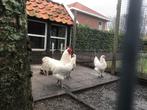 Australorp wit (zeldzaam), Dieren en Toebehoren, Pluimvee, Meerdere dieren, Kip