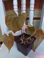 Dioscorea Discolor Plantje, Huis en Inrichting, Kamerplanten, Overige soorten, In pot, Minder dan 100 cm, Groene kamerplant