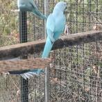 Halsbandparkieten: Blauw/bleekstaart, Vrouwelijk, Parkiet
