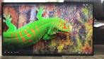 Iiyama ProLite LE5540S-B1 55 inch Full HD LCD Monitor, VGA, Iiyama ProLite, IPS, Full HD