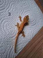 Wimpergekko, Dieren en Toebehoren, Hagedis