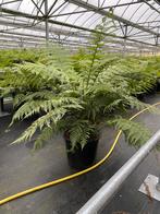 Dicksonia Antarctica (Boomvaren) | 35 liter pot, Bloeit niet, Overige soorten, 100 tot 250 cm, Volledige schaduw