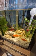 Aquarium qubiq 30, Dieren en Toebehoren, Ophalen, Zo goed als nieuw