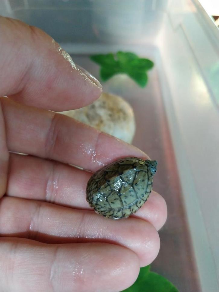 Te koop kleinblijvende waterschildpad sternotherus minor