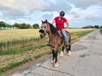 Bijzonder lieve tinker merrie te koop! + Jaarling. Valk, Dieren en Toebehoren, Paarden, Merrie