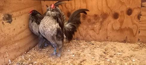 Antwerpse baardkrielen, Dieren en Toebehoren, Pluimvee, Kip, Mannelijk