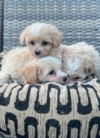 Malitpoo pups, maltezer x toy poedel, Overige rassen, CDV (hondenziekte), 8 tot 15 weken, Meerdere