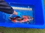 Showa, Dieren en Toebehoren, Vissen | Vijvervissen, Karper of Koi