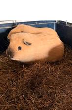 .	Prachtige raszuivere Californië Cavia’s, Cavia, Mannelijk, December, Tam