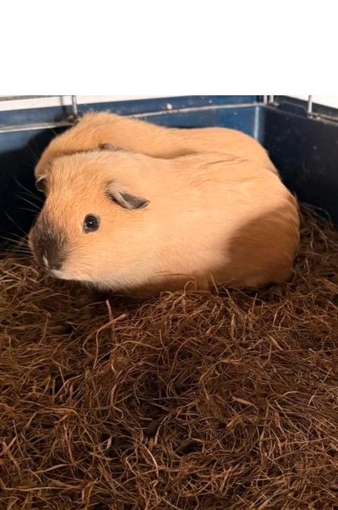 .	Prachtige raszuivere Californië Cavia’s, Dieren en Toebehoren, Knaagdieren, Mannelijk, Cavia, December, Tam