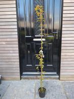 Acer Micranthum, Ophalen, Bloeit niet, Halfschaduw, Overige soorten