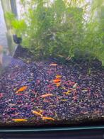 mix garnalen, Dieren en Toebehoren, Kreeft, Krab of Garnaal