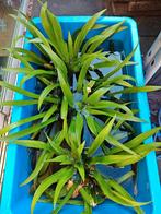 Krabbescheer 3 grote planten, Ophalen