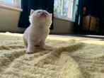 Britse korthaar kittens nog 2 te koop!, Dieren en Toebehoren, Katten en Kittens | Raskatten | Korthaar, Meerdere dieren, Gechipt