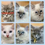 Prachtige raszuivere ragdoll kittens, Dieren en Toebehoren, Meerdere dieren, Gechipt, 0 tot 2 jaar