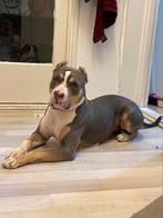 American Bully XL (standard), België, Particulier, Overige rassen, Rabiës (hondsdolheid)