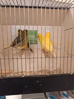 Fives fancy kanaries, Dieren en Toebehoren, Meerdere dieren, Kleurkanarie