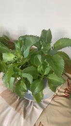 Vet plant met pot €4, Huis en Inrichting, Kamerplanten, Ophalen, Halfschaduw, Minder dan 100 cm