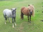Appaloosa Hengstje en Vos Merrie  Gereserveerd, Dieren en Toebehoren, Pony's, Merrie, Recreatiepony