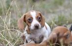 Lieve Mooie Schattige Teckel Puppys Beschikbaar, Dieren en Toebehoren, Honden | Teckels en Dashonden, Reu, CDV (hondenziekte)