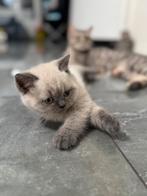 LAATSTE‼️ blue point britse korthaar kitten, Dieren en Toebehoren, Katten en Kittens | Raskatten | Korthaar, Kater