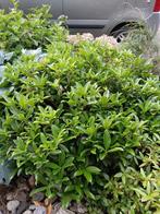 skimmia gratis, Tuin en Terras, Planten | Struiken en Hagen, Ophalen, Overige soorten, Struik, Minder dan 100 cm