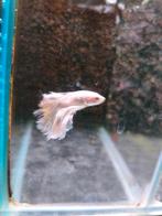 Betta splendens man, Dieren en Toebehoren, Vissen | Aquariumvissen, Vis