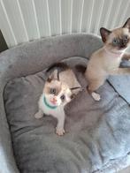 Siamees/snowbengaal kittens, Dieren en Toebehoren, Katten en Kittens | Raskatten | Korthaar, Geslacht onbekend, Ontwormd, 0 tot 2 jaar