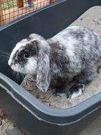 Hangoor konijn ram grijs met wit magpie kleur, Dieren en Toebehoren, Konijnen, Mannelijk, Hangoor
