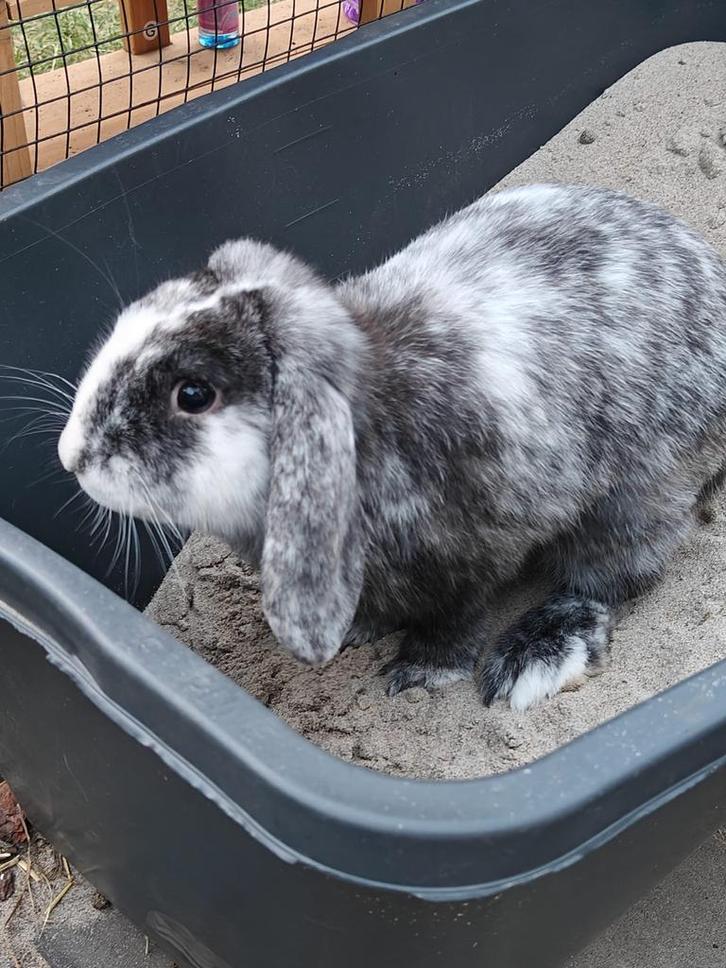 Hangoor konijn ram grijs met wit magpie kleur, Dieren en Toebehoren, Konijnen, Mannelijk, Hangoor