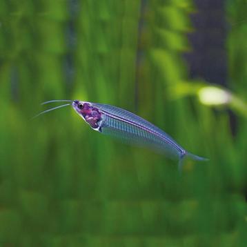 Glasmeerval - scholenvis voor uw tropisch aquarium beschikbaar voor biedingen