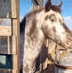 Lieve blue is opzoek naar een verzorger, Dieren en Toebehoren, Ophalen of Verzenden, Zo goed als nieuw