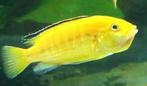labidochromis caeruleus 3-4 cm €6,95, Vis, Zoetwatervis