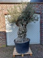 SUMMERDEAL MINIMAAL 10% KORTING OP OUDE KNOESTIGE OLIJFBOMEN, In pot, Halfschaduw, Ophalen of Verzenden, 100 tot 250 cm