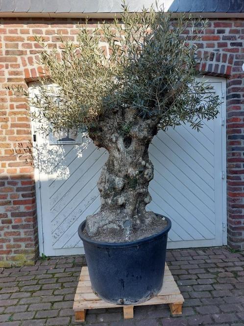 SUMMERDEAL MINIMAAL 10% KORTING OP OUDE KNOESTIGE OLIJFBOMEN, Tuin en Terras, Planten | Bomen, Olijfboom, 100 tot 250 cm, Halfschaduw