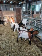 Dwerg dekbokken (ruime keus), Dieren en Toebehoren, Schapen, Geiten en Varkens, Meerdere dieren, Geit