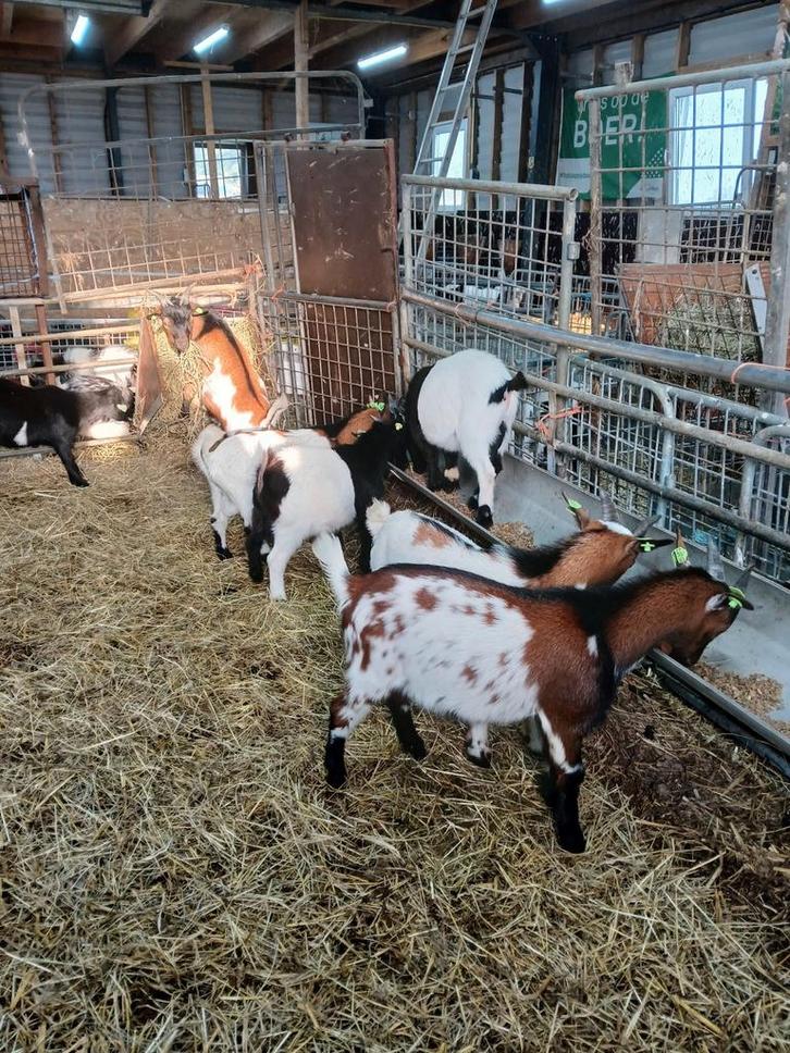 Dwerg dekbokken (ruime keus), Dieren en Toebehoren, Schapen, Geiten en Varkens, Geit, Meerdere dieren
