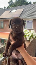 Old English Bulldog - Labrador Puppy’s MOGEN BIJNA WEG!, Dieren en Toebehoren, Meerdere, Meerdere dieren, Nederland, Particulier