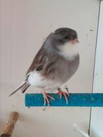 Gloster kanarie man, 2022€15,, Dieren en Toebehoren, Vogels | Kanaries, Mannelijk, Postuurkanarie