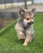 Te koop mooie dwergkees pups (pomeriaan)
