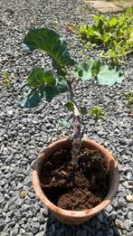 Taunton Deane kool plantje, Tuin en Terras, Bloeit niet, Overige soorten, 100 tot 250 cm, Ophalen