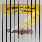Gele kanarie man Goede zanger, Mannelijk