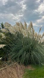 Pampas pluimen, Tuin en Terras, Ophalen, Volle zon, Overige soorten